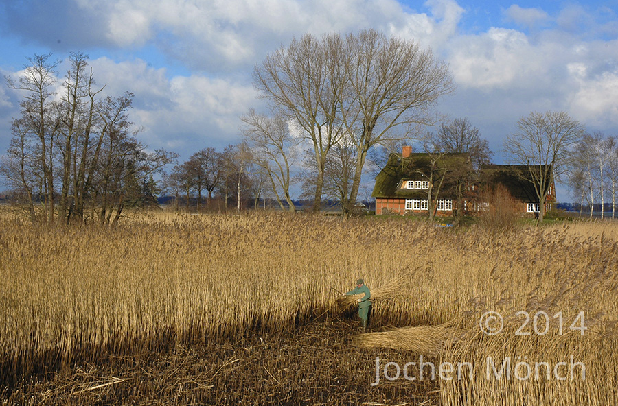 Reeternte an der Wümme